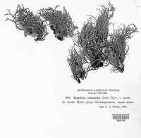 Ramalina intermedia image